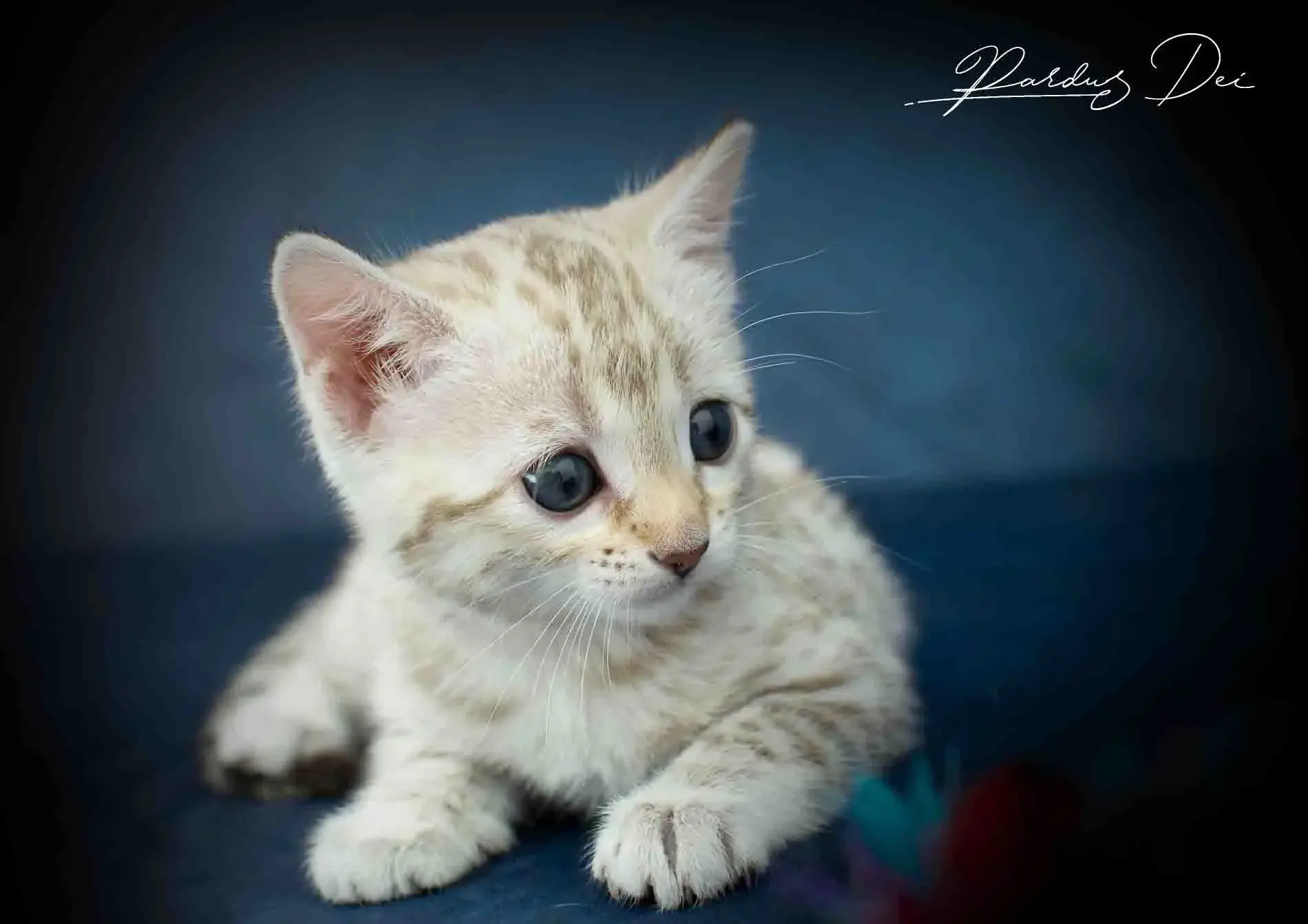 chaton bengal